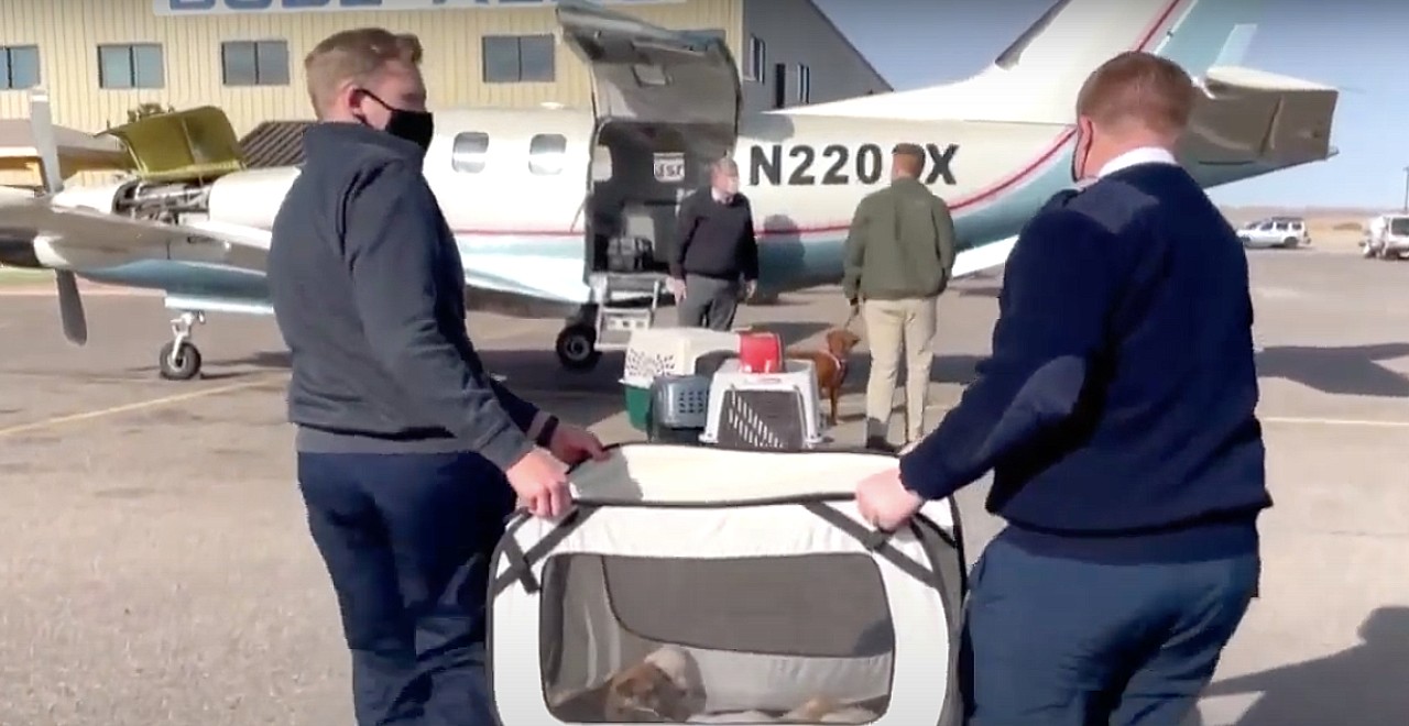 17-Year-old flies shelter animals to safety