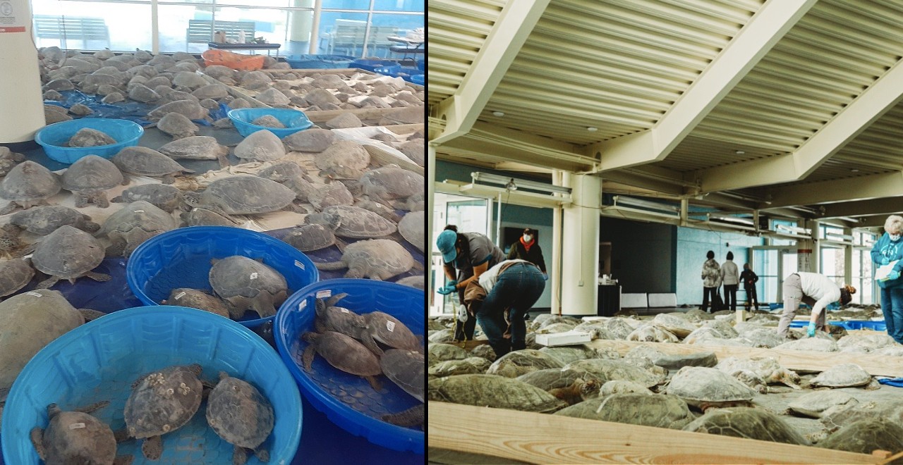 Volunteers rescue sea turtles