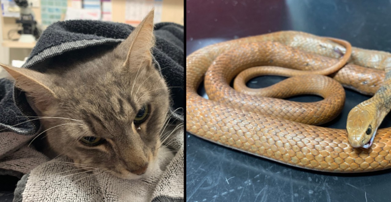 Hero cat saves kids from deadly snake