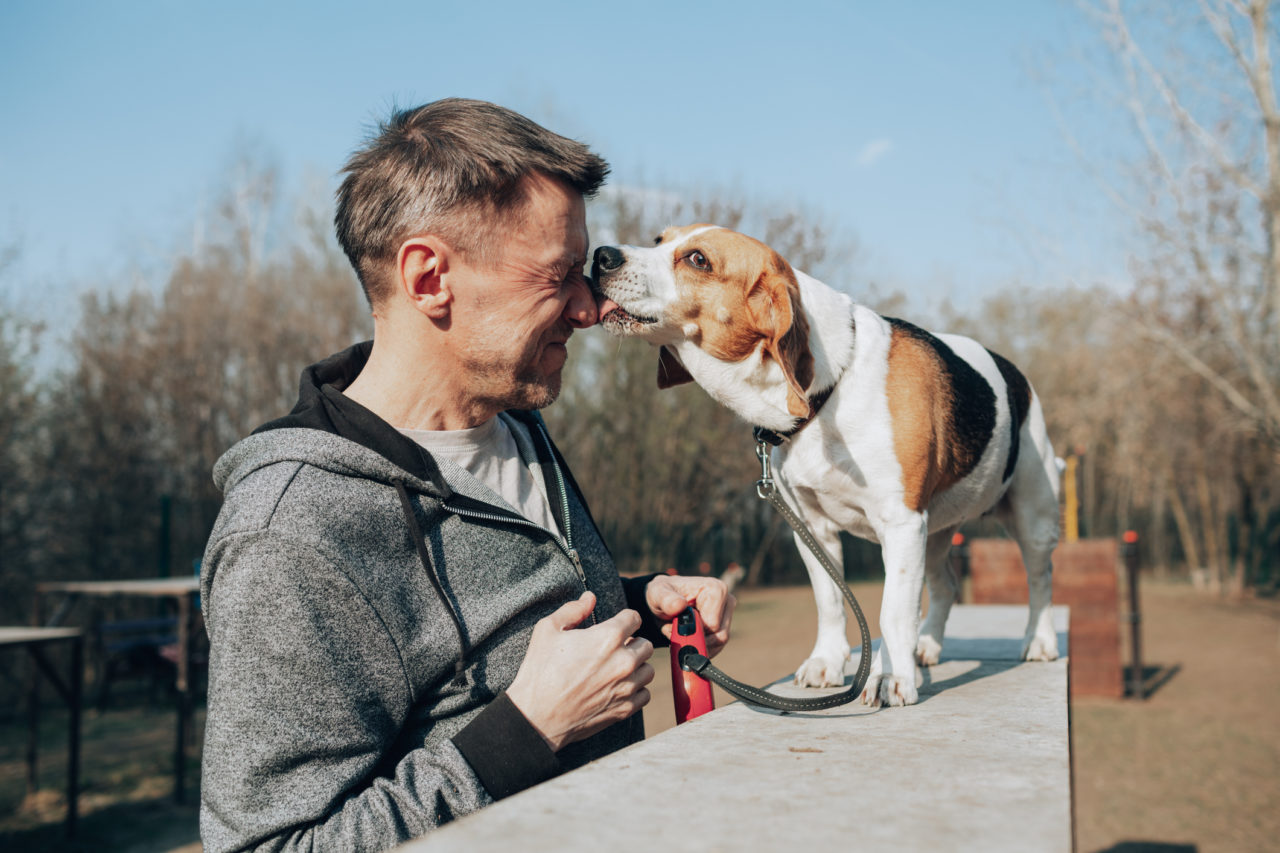 Man and beagle