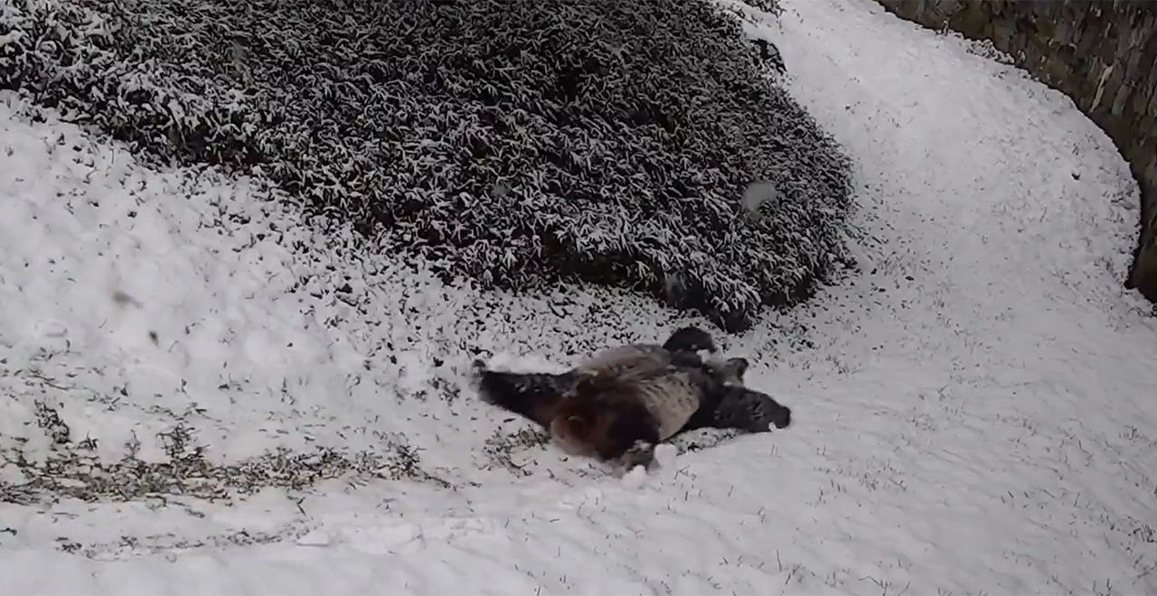 Pandas Enjoying Snow Day