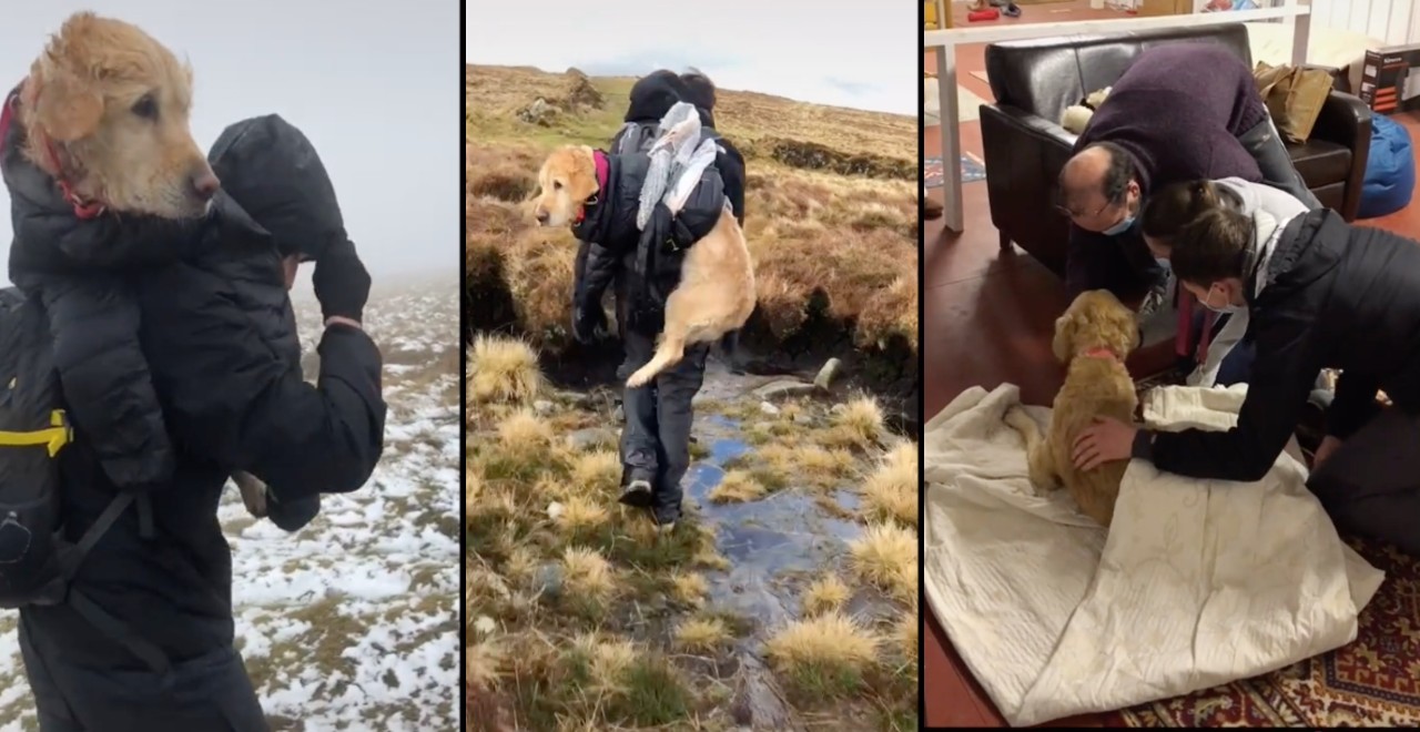 Dog rescued by hikers