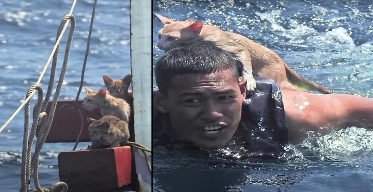 Thai navy rescues four kittens from burning boat