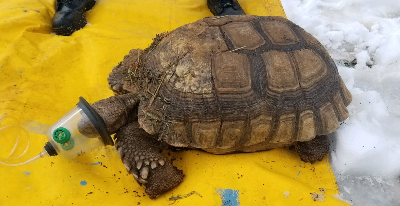 Tiny Turtle Oxygen Mask