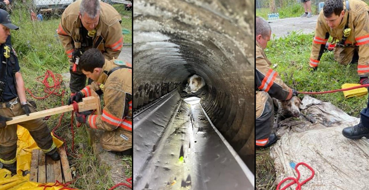 Firefighters save dog from drainage pipe
