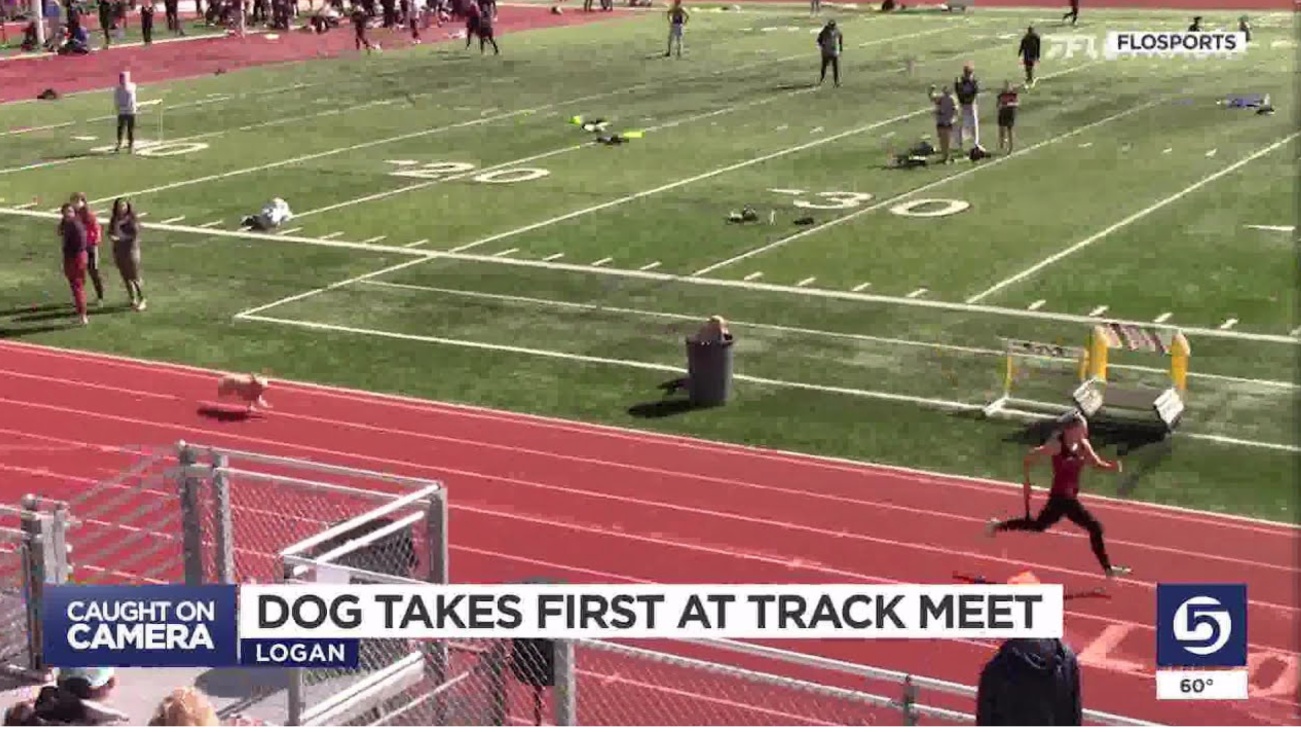 Dog Wins Track Meet