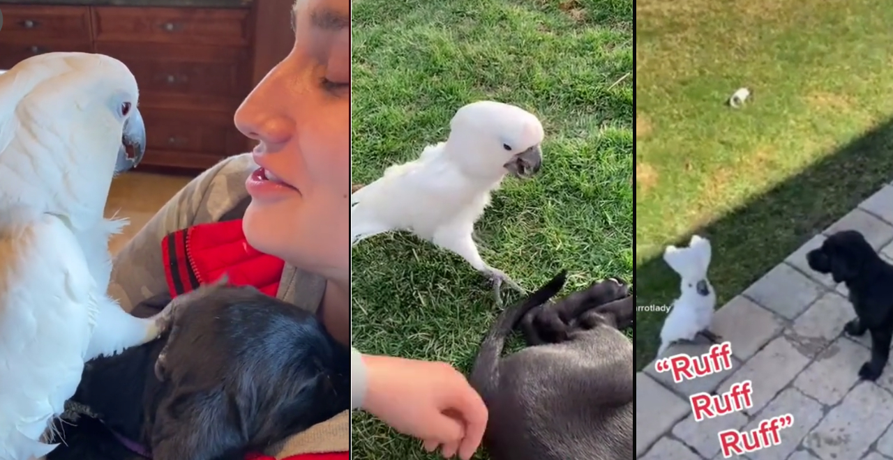 Parrot and Puppy Friends