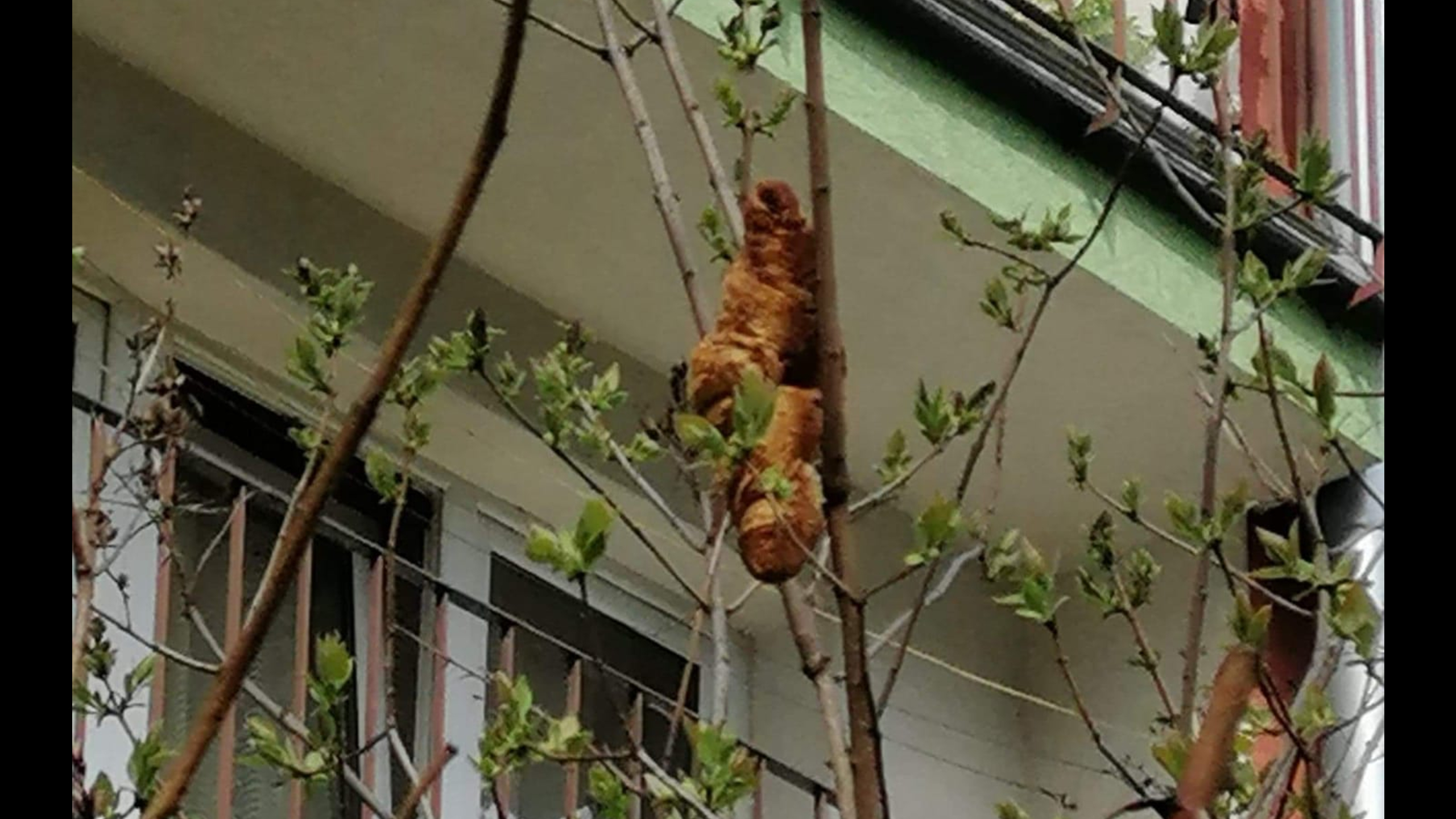 Tree Pastry Beast