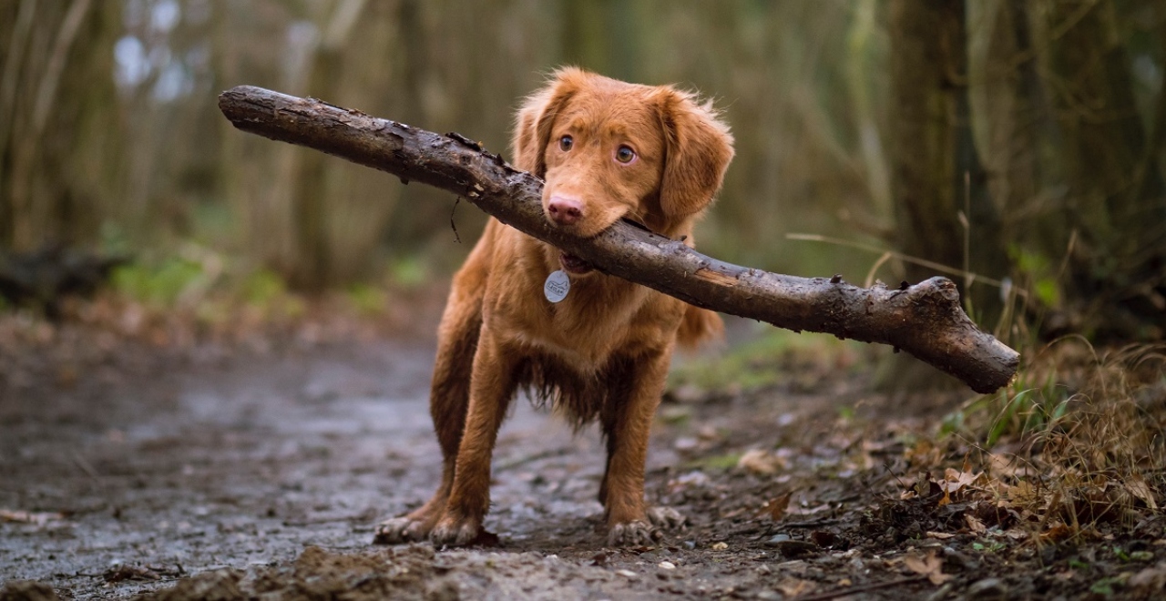 cool dog tricks, dog with stick in mouth