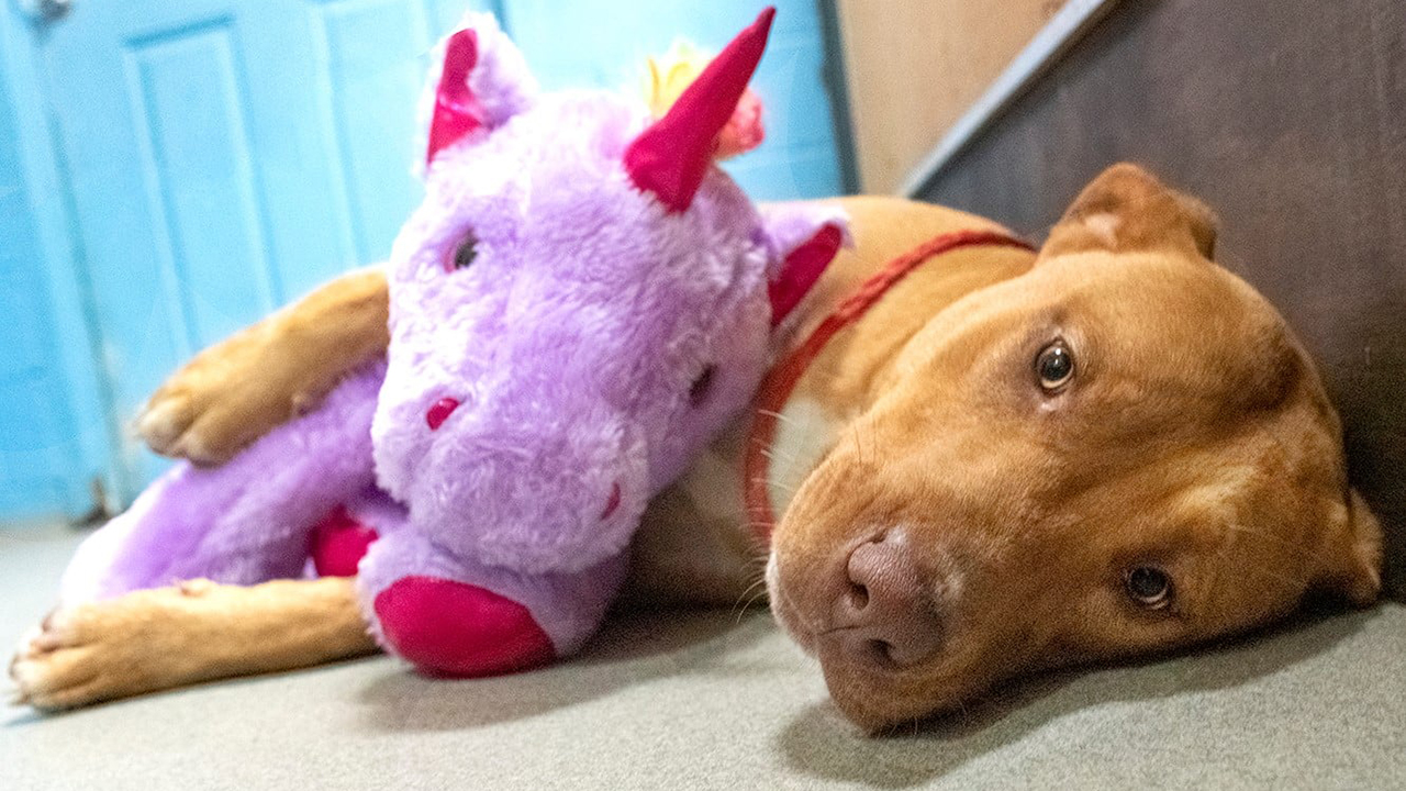 Dog with Unicorn Toy