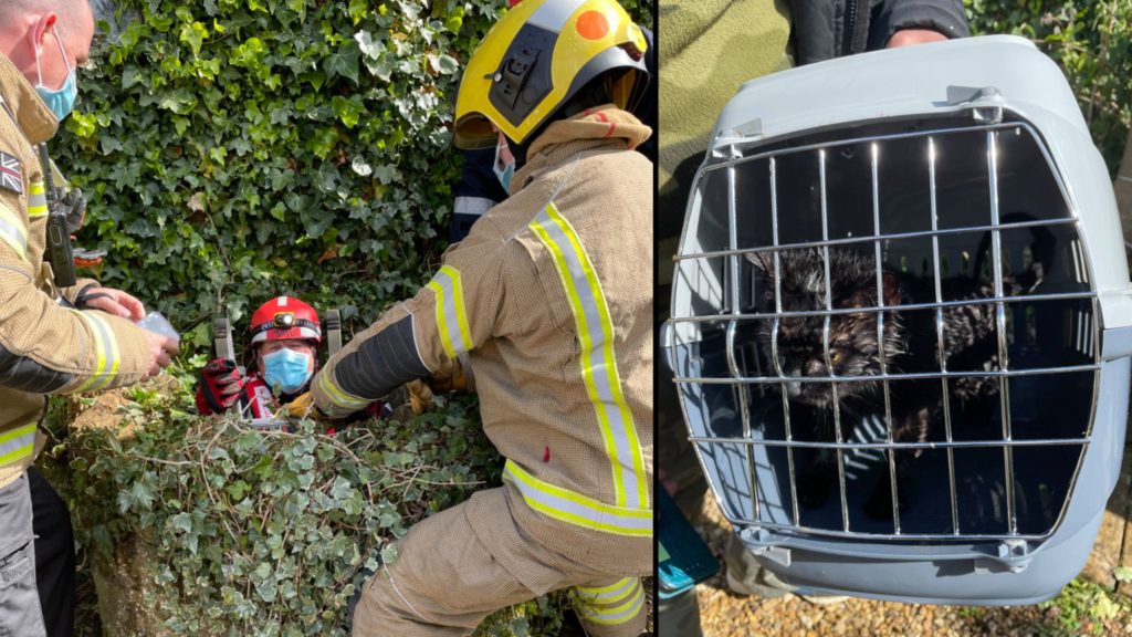 Dog alerts homeowner to cat trapped in well