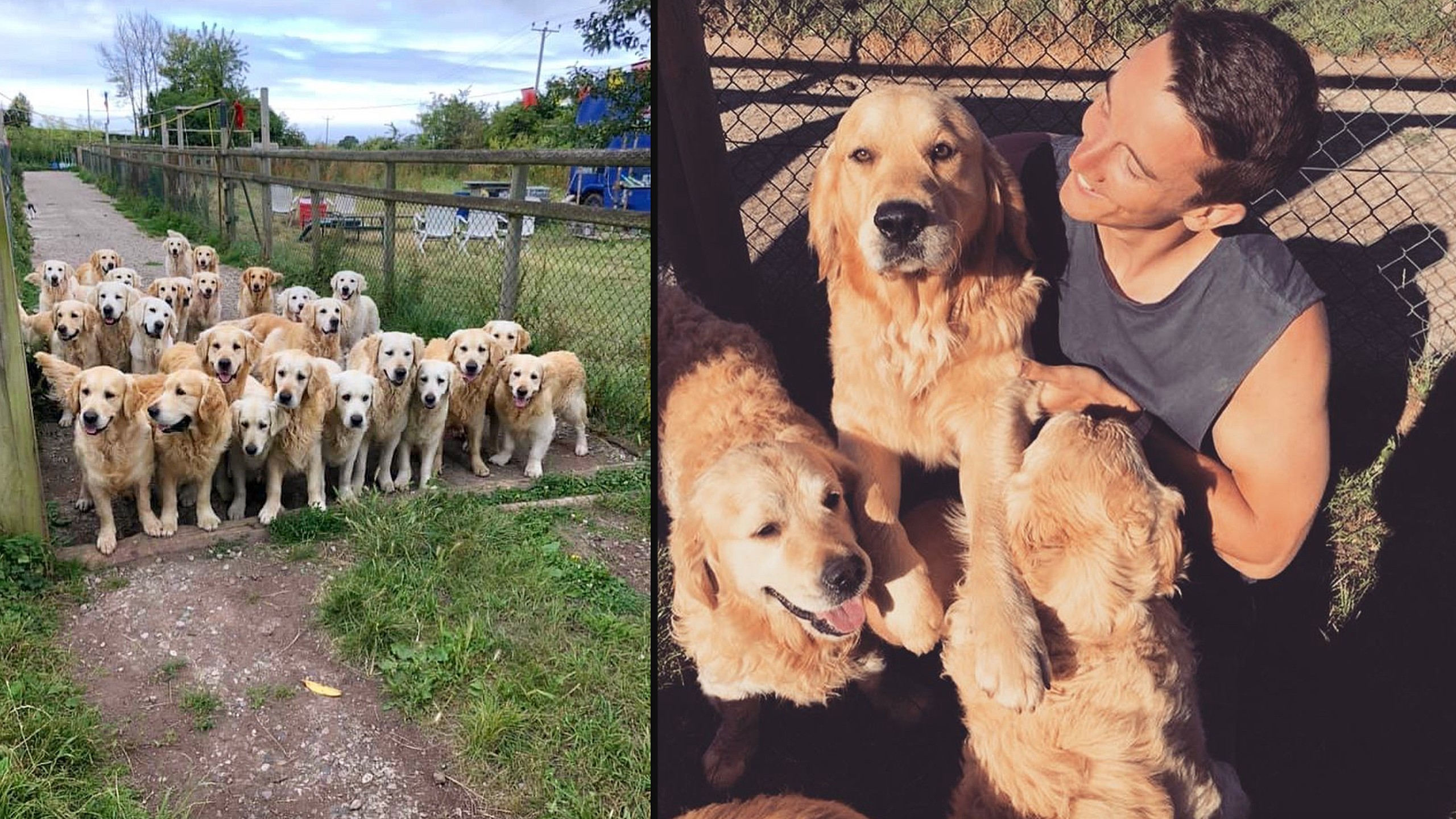 Soak up some puppy love at the Golden Retriever Experience