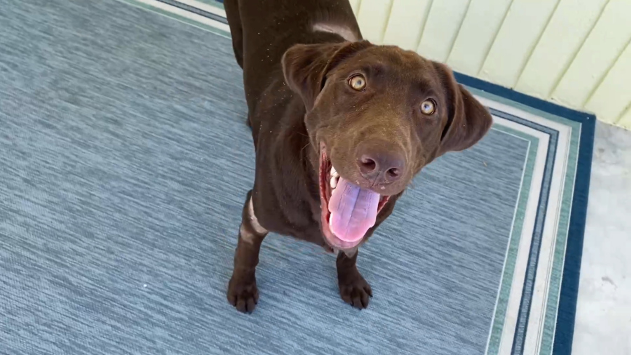 Dog resuced from gator's jaws