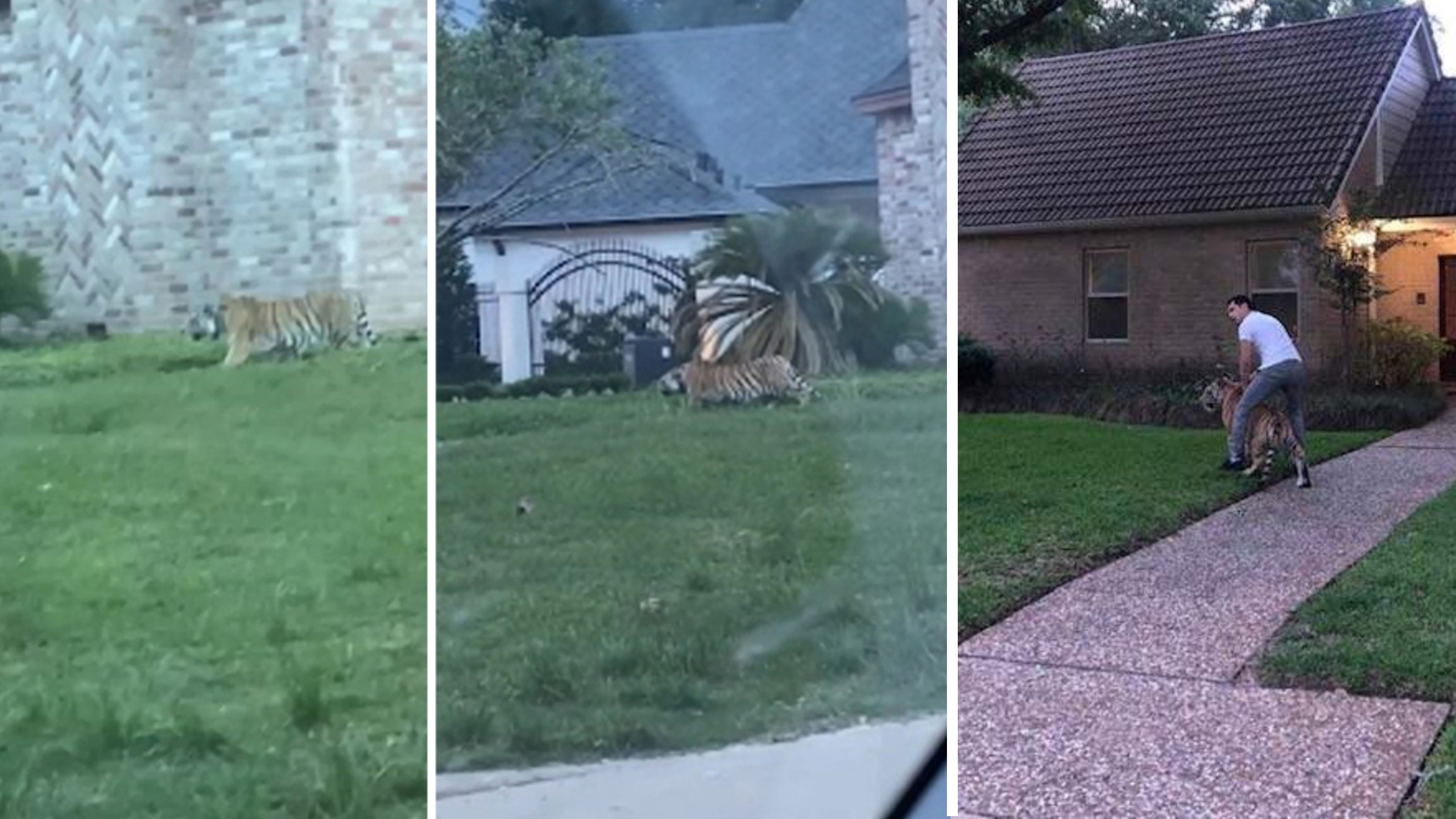 Tiger on the loose in texas