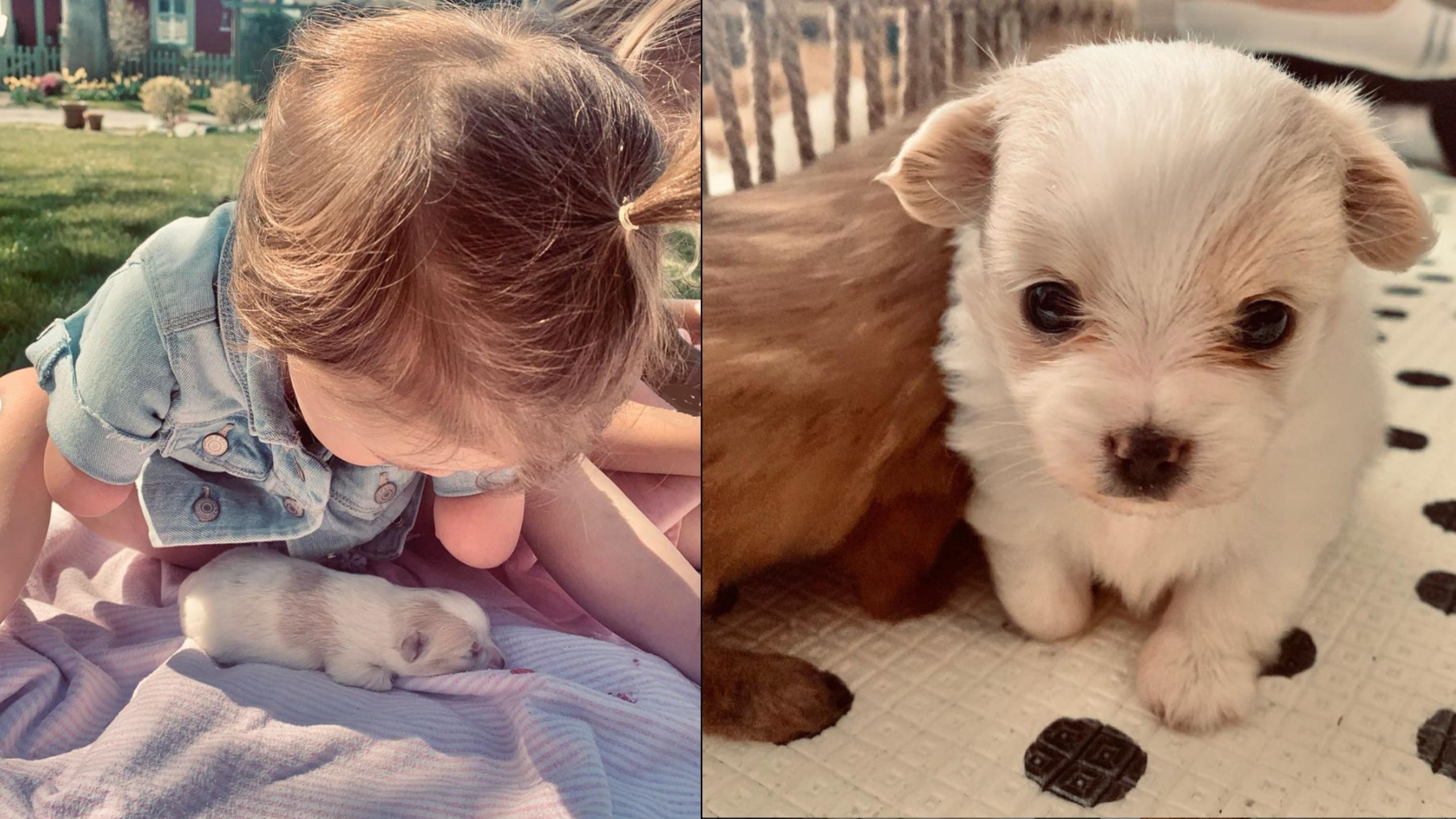 2-year-old without hands adopts puppy without paw
