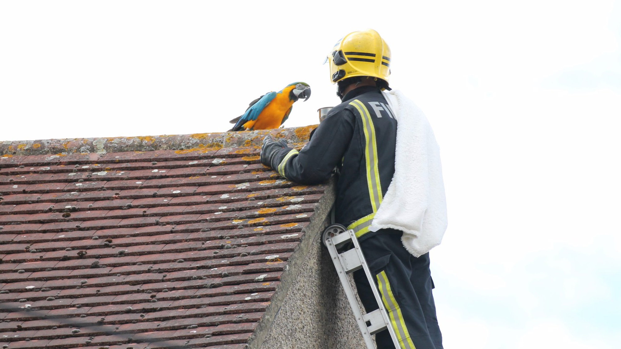 Parrot stuck on roof tells rescuer to f*ck off