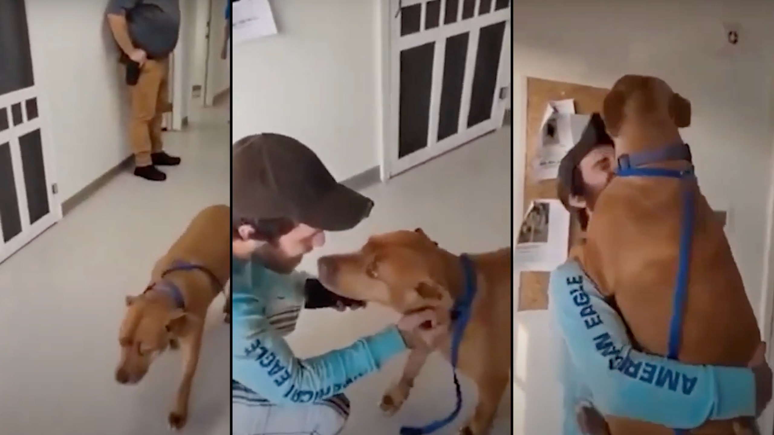 Man reunites with stolen dog in heartwarming video