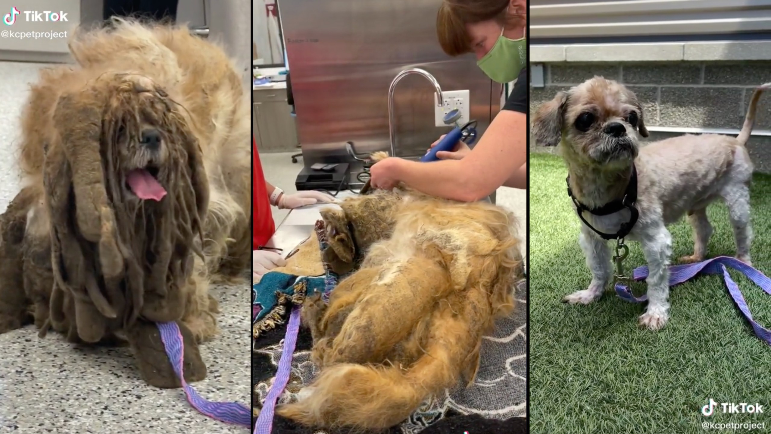 Hero vets shave off 6 lbs of matted fur from stray dog