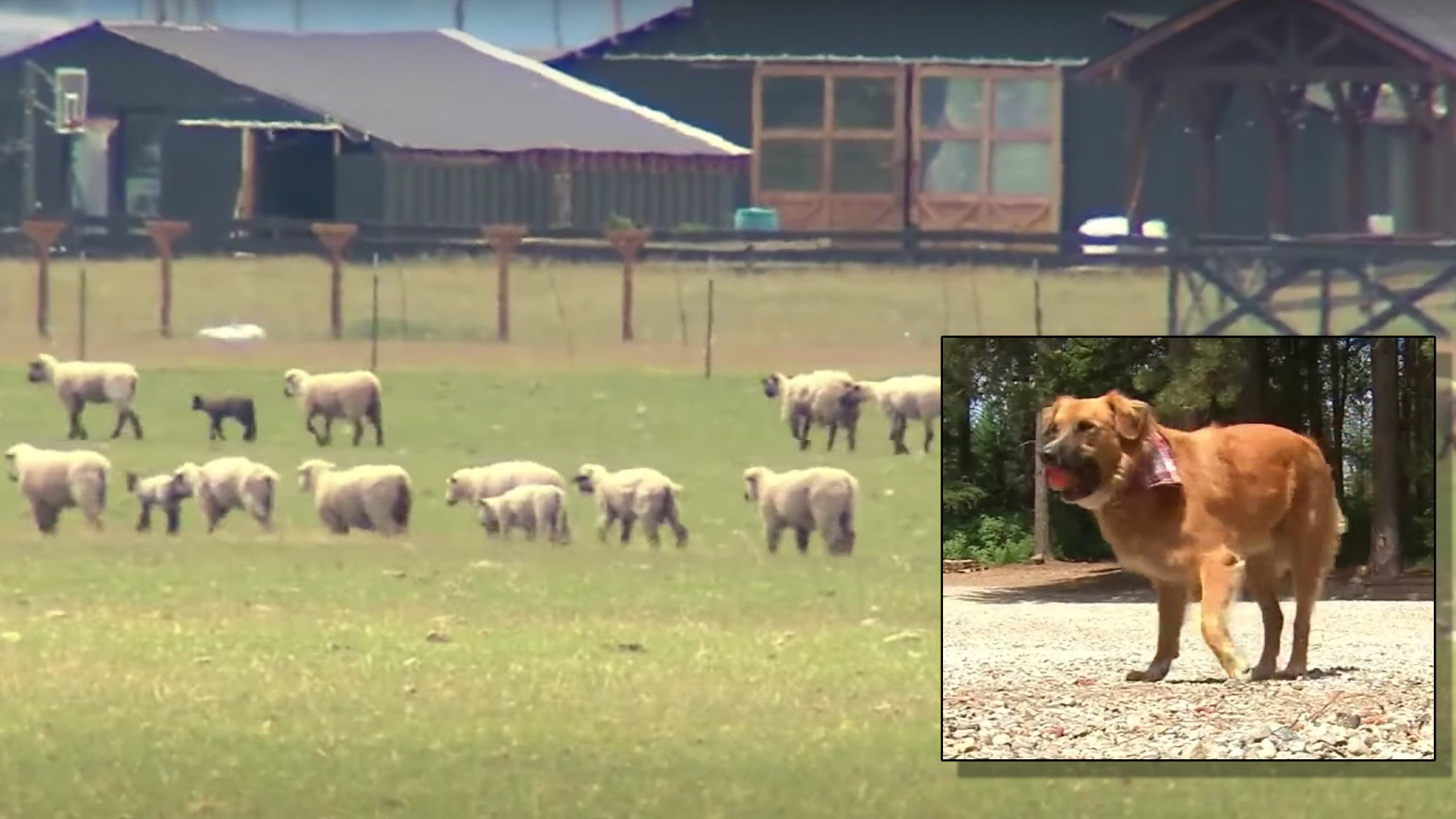 Dog found herding sheep on farm after car accident