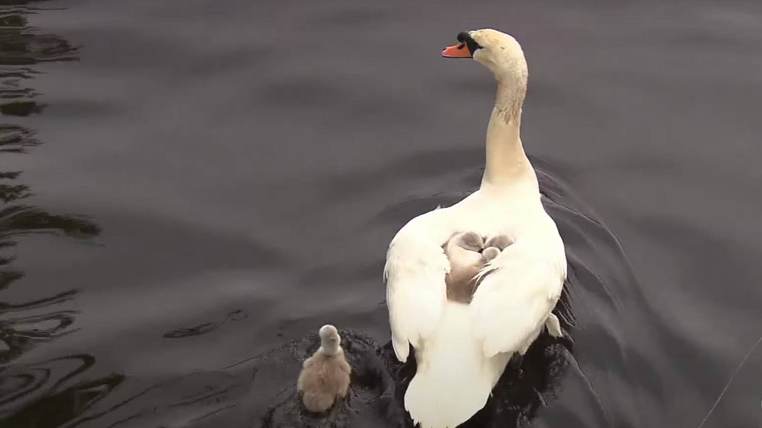 Single dad swan raises babies alone after mom swan dies
