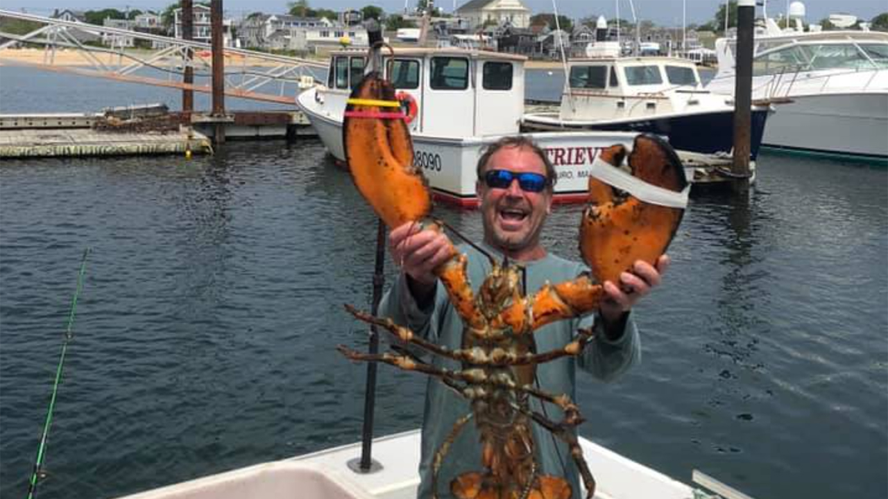 Humpback Whale Swallows Dad, He Escapes Unscathed, Mostly