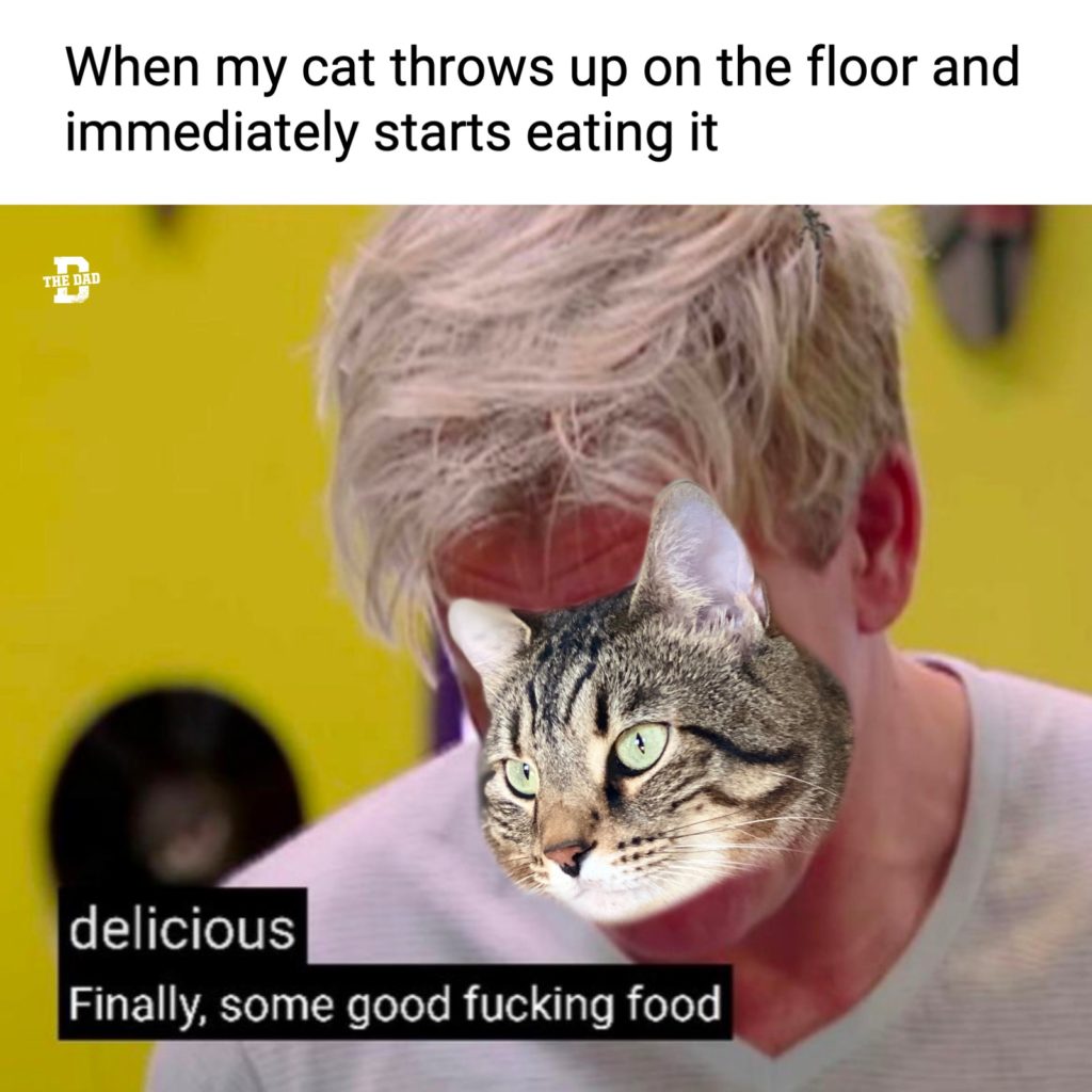 When my cat throws up on the floor and immediately starts eating it: Delicious, finally, some good fucking food. Pets, gross, animals