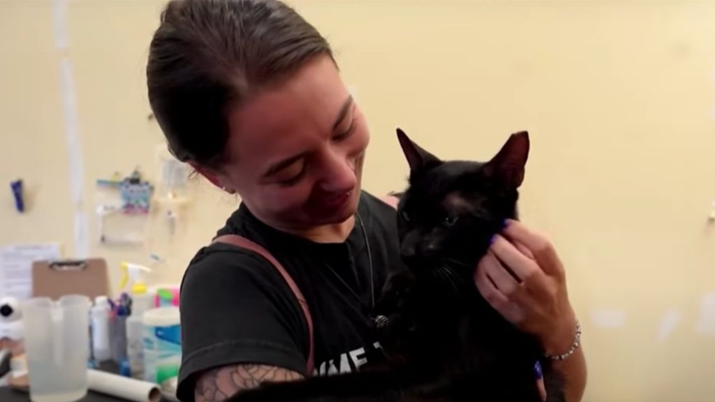 Cat who survived Florida condo collapse reunites with family