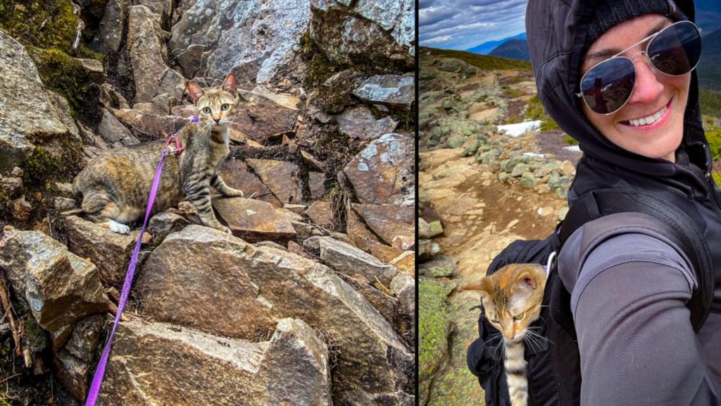 Rescue cat and her owner climb New Hampshire's 48 tallest mountains
