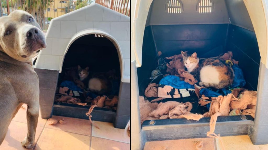 Pit bull invites stray cat to give birth in his dog house