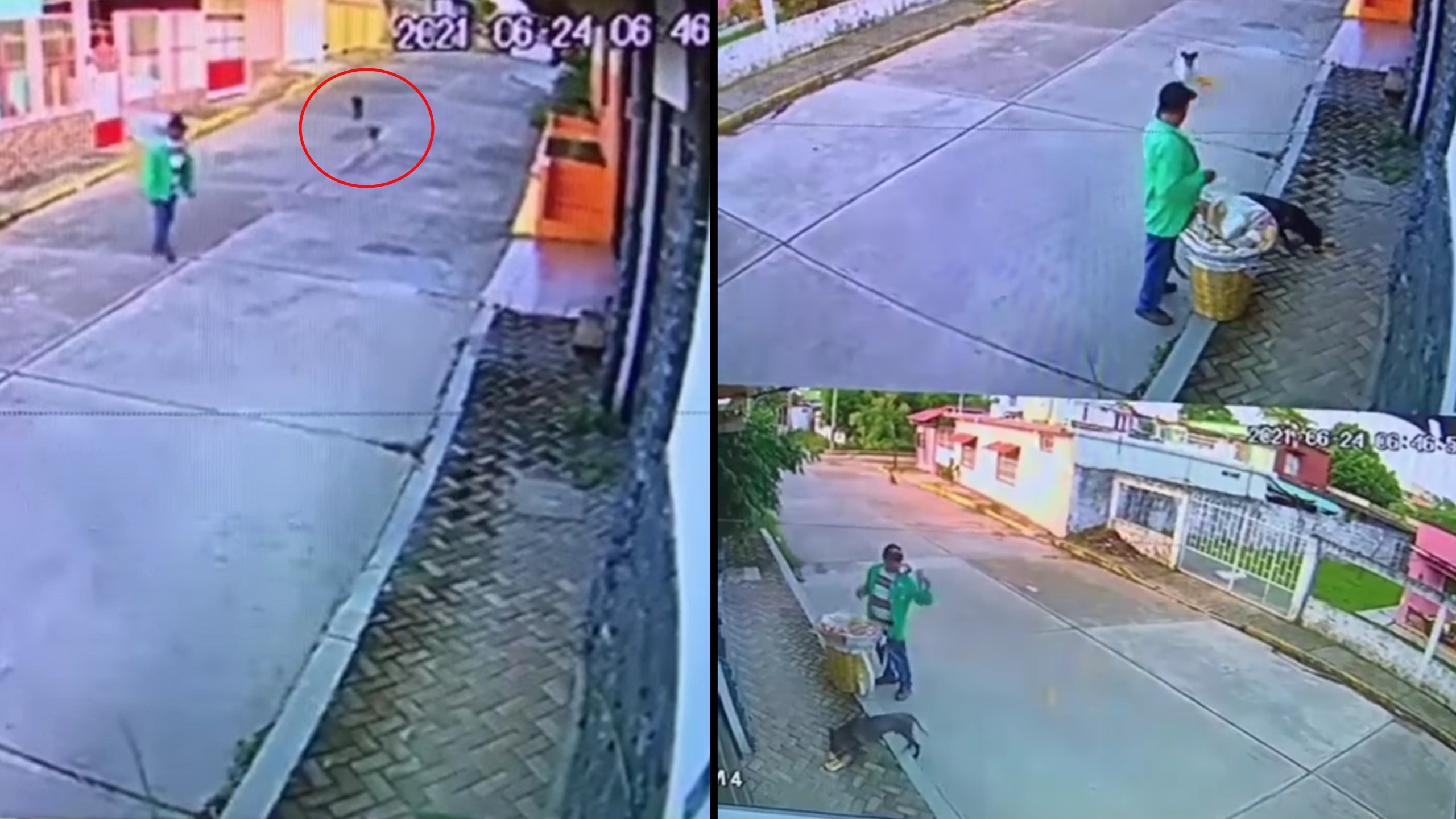 Street vendor stops to feed hungry stray dogs