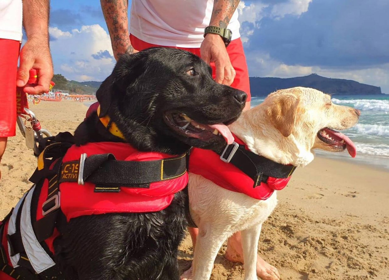 lifeguard dogs, Italy, animals