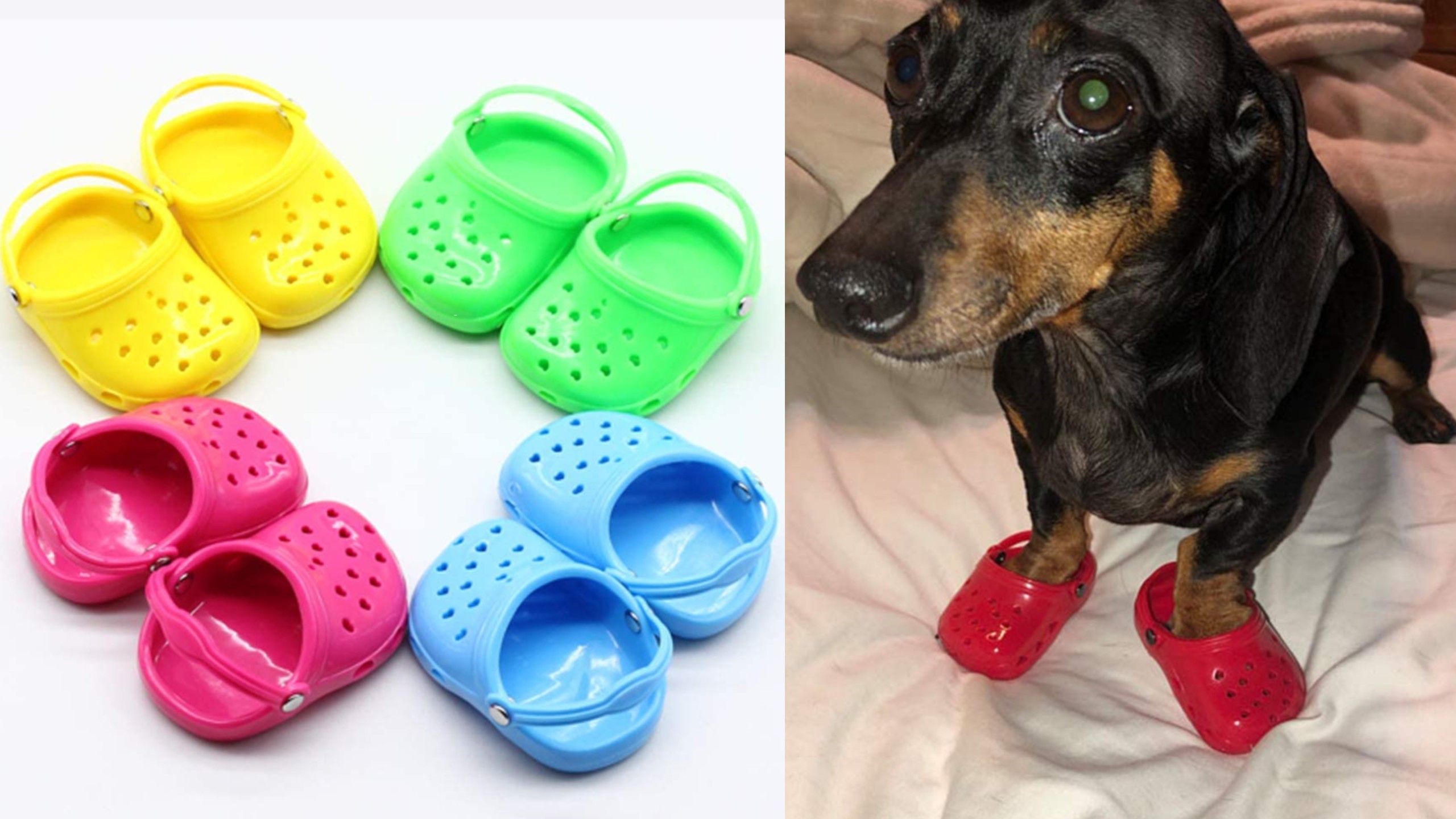 Dog Crocs Exist Now Because Humans Are Morons