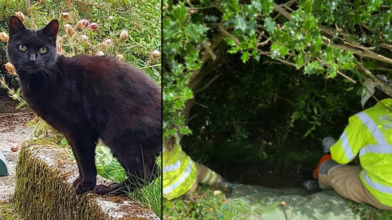 Hero cat leads to owner's rescue