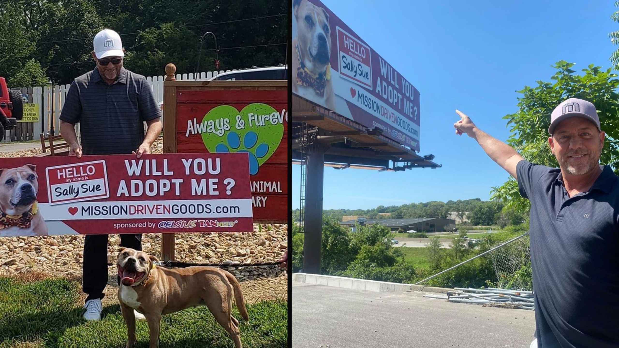 Billboard Dog