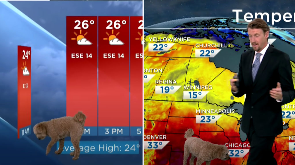 Dog Crashes Forecast