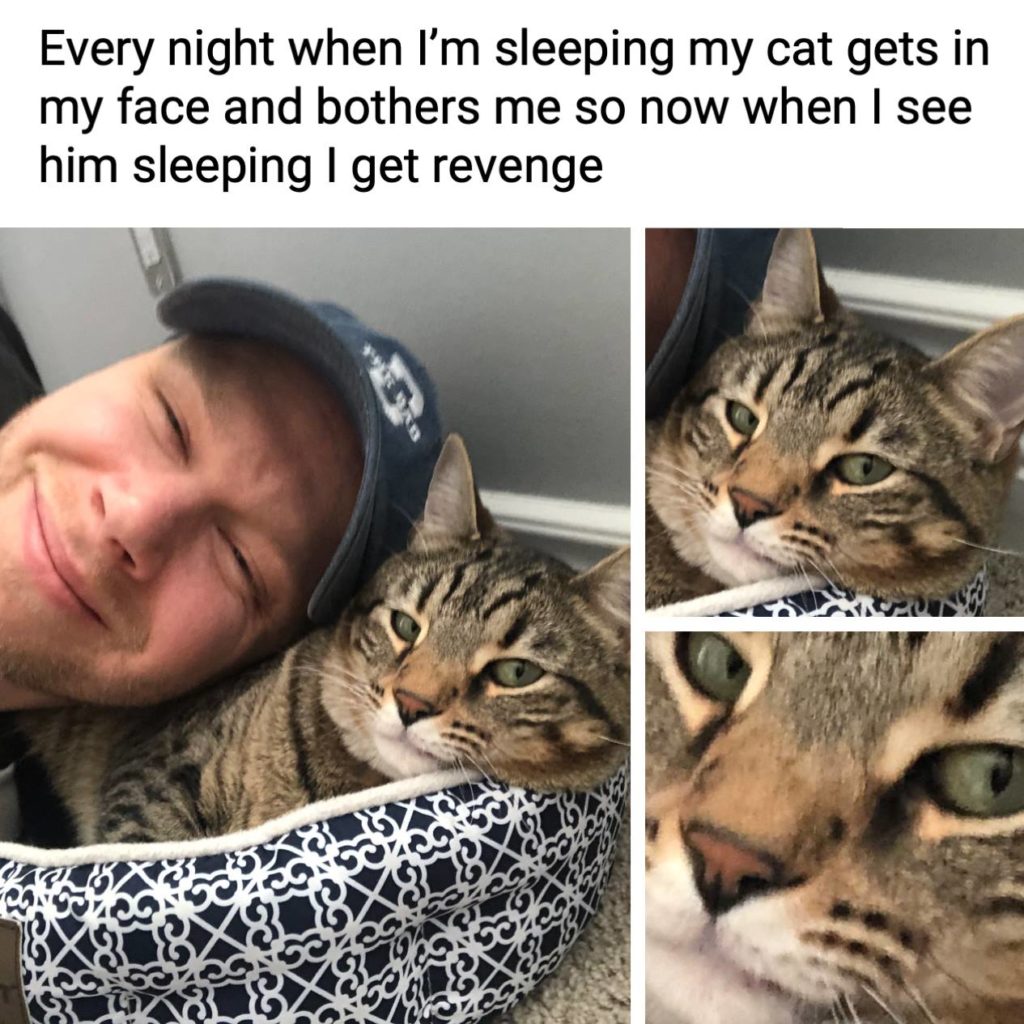 Every night when I'm sleeping my cat gets in my face and bothers me so now when I see him sleeping I get revenge. Pets, animals, meme