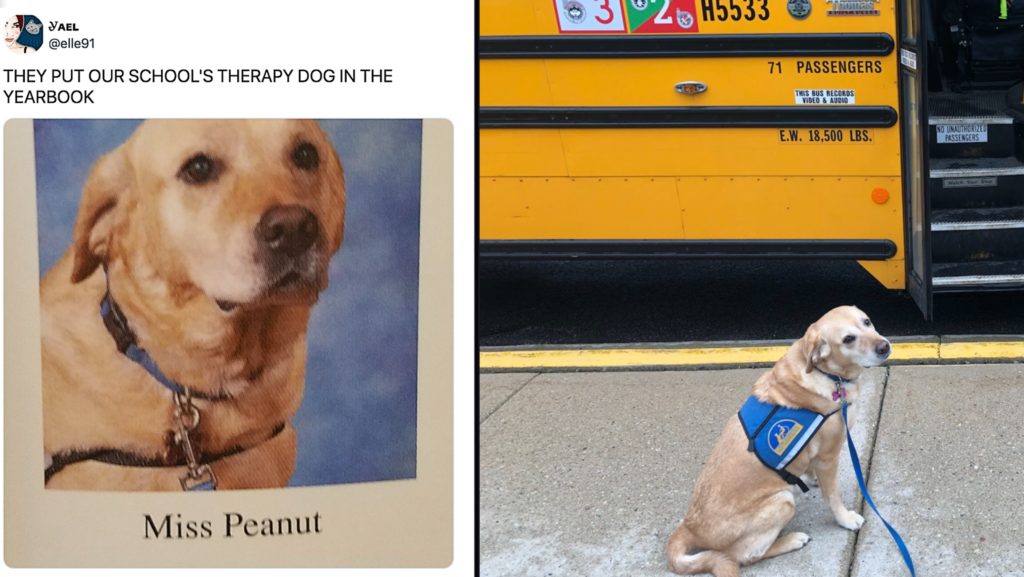 Facility dogs like Peanut make school a whole lot more fun