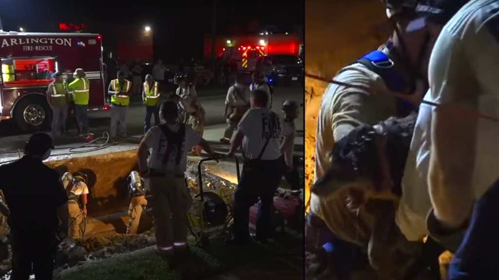 Texas town helps save deaf 15-year-old dog from drain