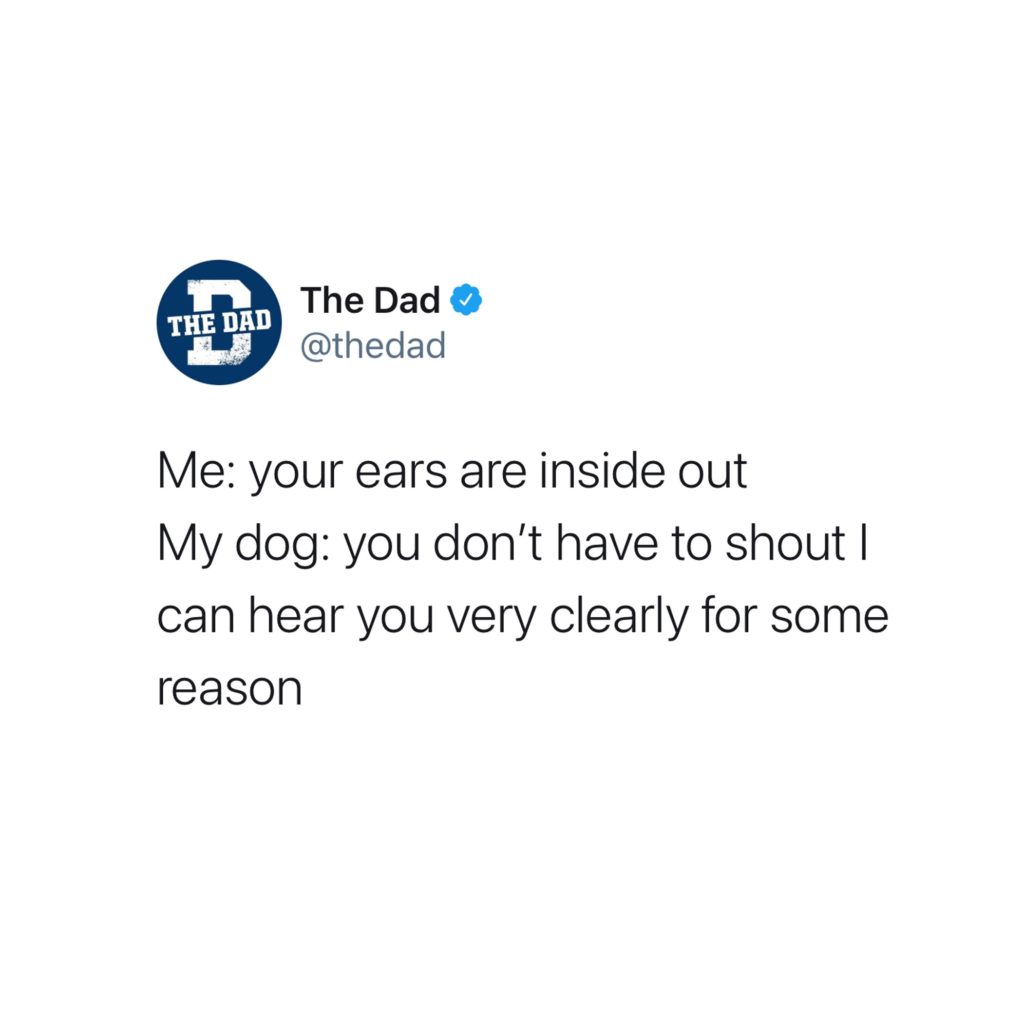 Me: Your ears are inside out. My dog: You don't have to shout I can hear you very clearly for some reason. Tweet, pets, animals