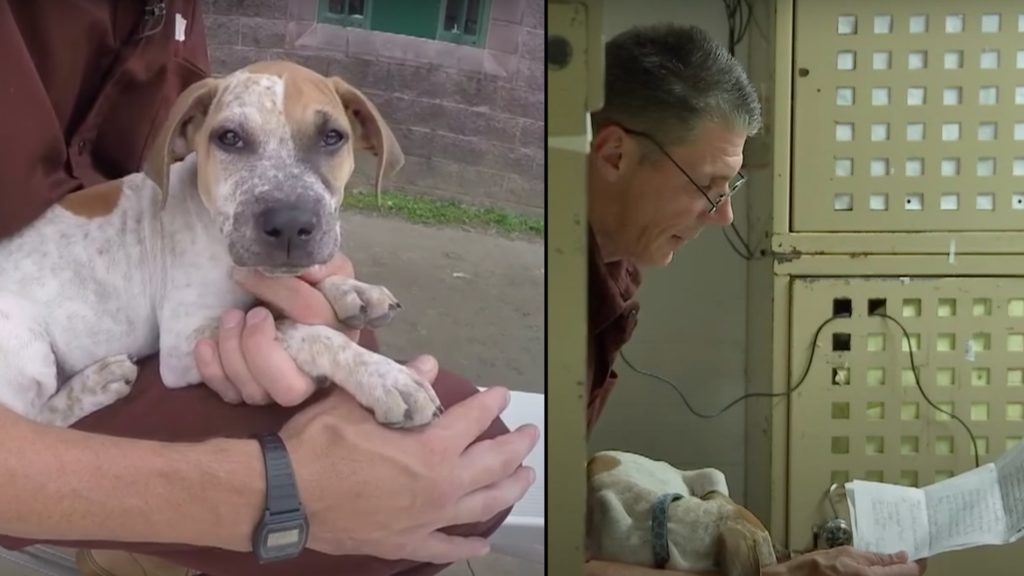 Inmate dog training program transforms lives of both inmates and dogs