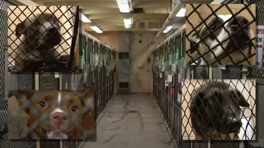 Detroit shelter waives adoption fees to save more lives