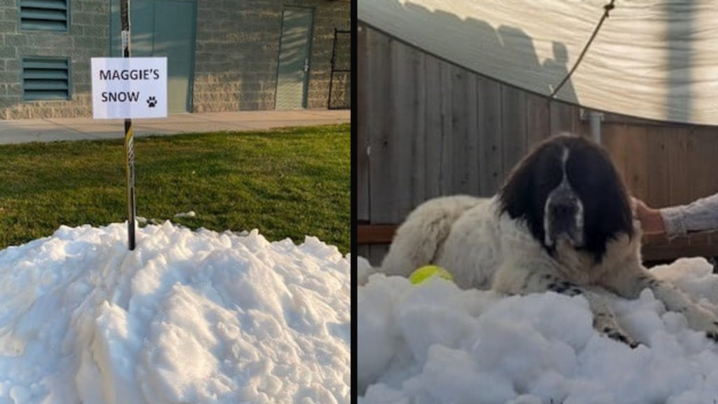 Dog Who Loves Playing In The Snow