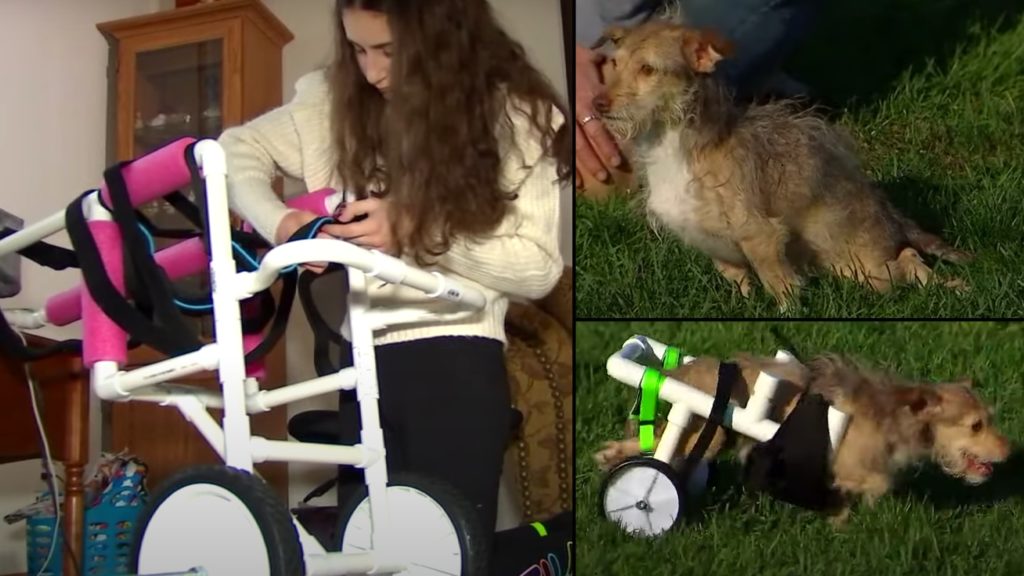 Teen builds wheelchairs for animals in need