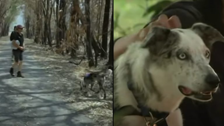Hero Dog Awarded for Saving Over 100 Koalas From Australia Bushfires