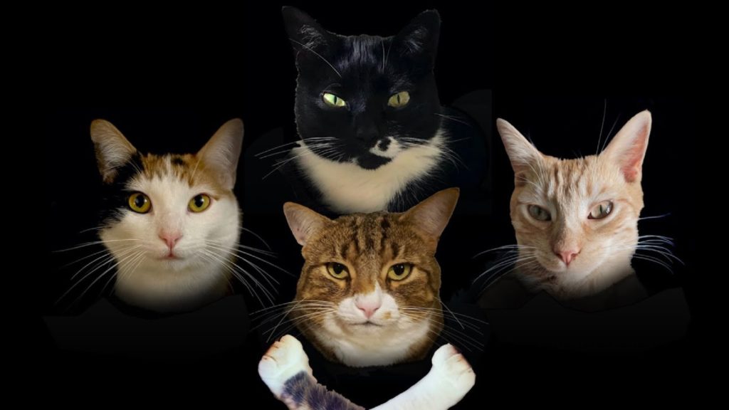 YouTuber creates all-cat parody of Bohemian Rhapsody