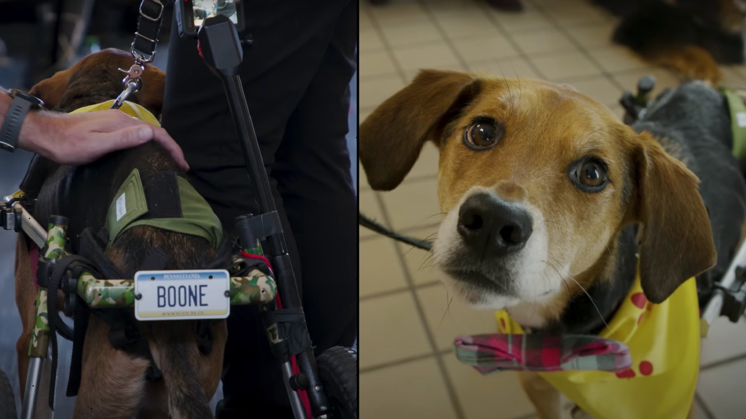 Two-legged Therapy Dog Is Named 2021’s American Humane Hero Dog
